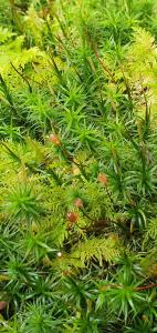 Annelies 07 Nog meer mos